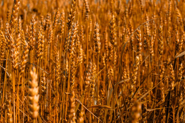 campo d'orzo in una giornata estiva - oat farm grass barley foto e immagini stock