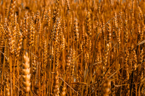 campo de cevada em um dia de verão - oat farm grass barley - fotografias e filmes do acervo