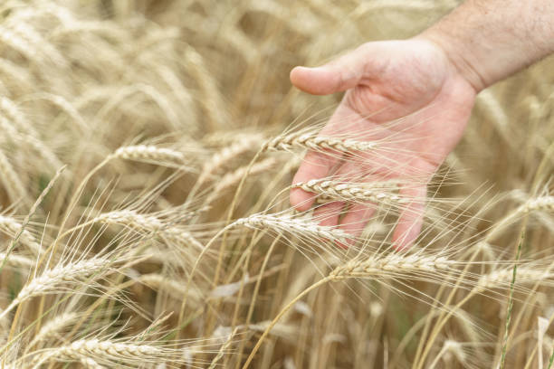 istock a man's hand holds ears of ripe wheat 1266440460