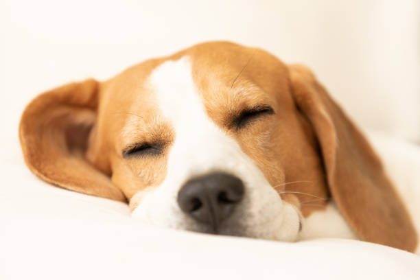 istock Beagle dog tired sleeps on a cozy sofa in funny position. 1266441723