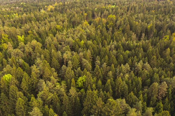 istock Autumn forest aerial view from above. 1266442475