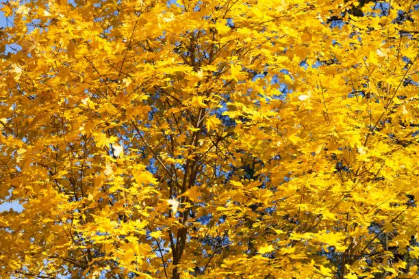 Maple-tree with autumn yellowed sunlight maple leaves in forest at sun day. Natural background