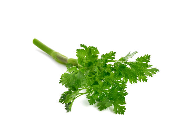 istock Fresh coriander leaves isolated on white 1266443120