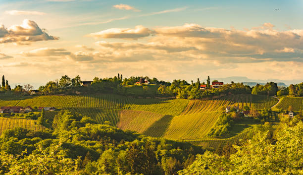 istock Sunset over South Styria vineyard landscape in Steiermark, Austria. 1266443984