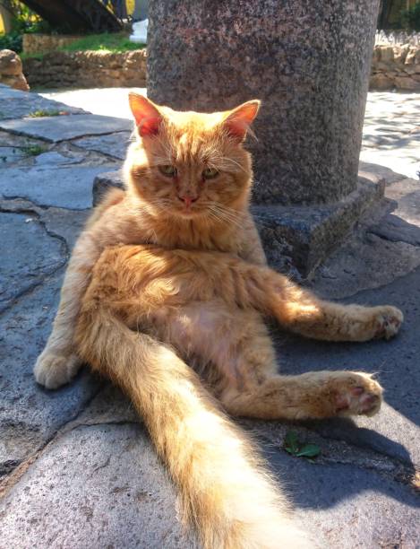 istock Red street cat washes. 1266445072