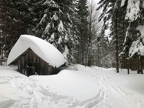 wintertime with a lot of snow in the woods