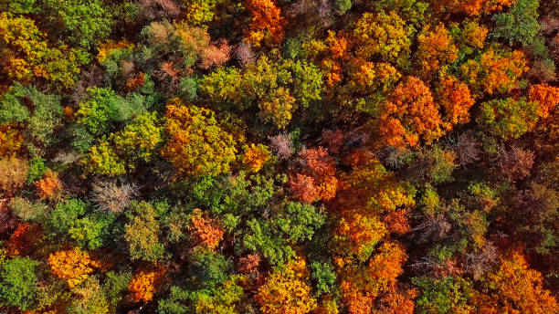 istock Overhead colorful mixed autumn forest aerial background, made directly from above 1266445971
