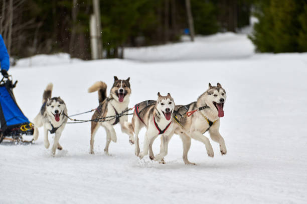istock Running Husky dog on sled dog racing 1266446091