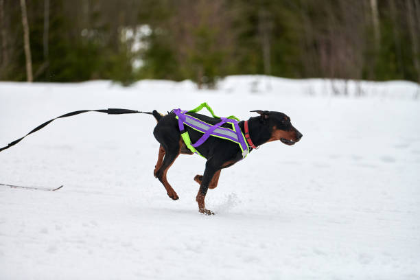 istock Skijoring dog sport racing 1266446102