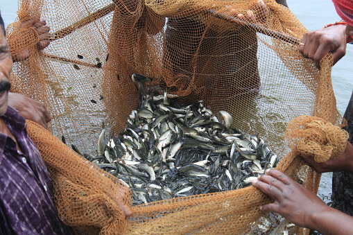 indian major carp fingerling fish seed ready for sale to pisciculture farmers