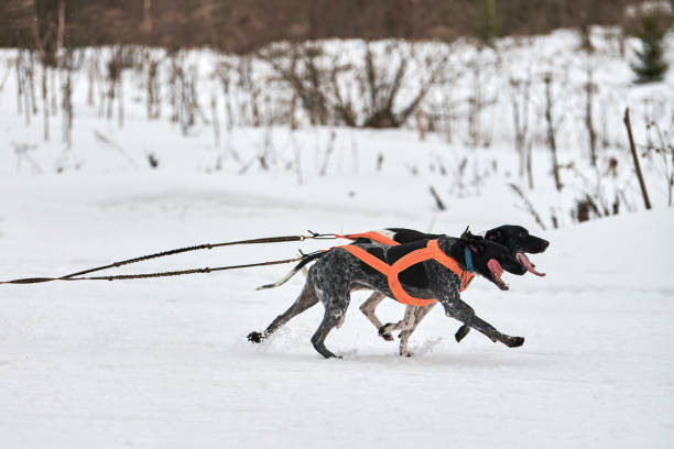 istock Running Pointer dog on sled dog racing 1266446117
