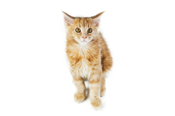 istock Maine coon kitten, isolated 1266446158
