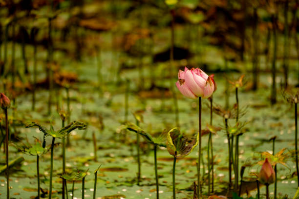 istock Lotus flower in pond 1266446500