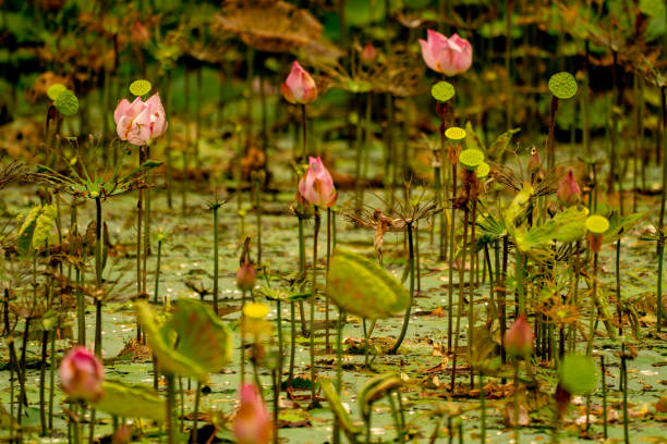 istock Lotus flower in pond 1266446526