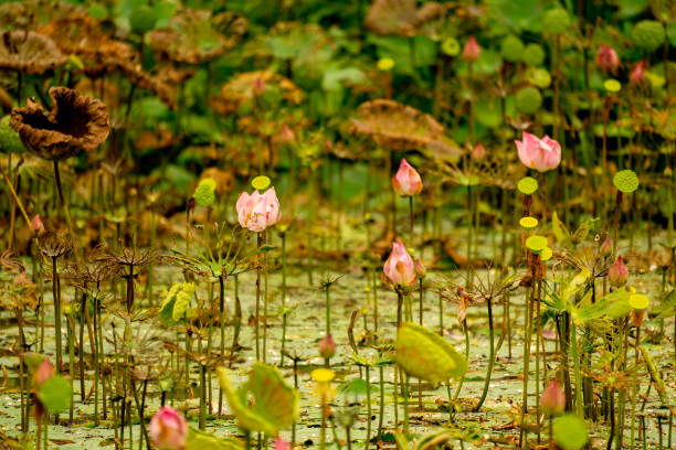 istock Lotus flower in pond 1266446567