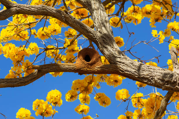 黄色の花のイペ。 - agriculture beauty in nature flower clear sky ストックフォトと画像