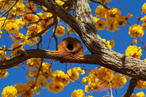 Flowered yellow ipê with Nest of John of Clay with blue sky in the background.