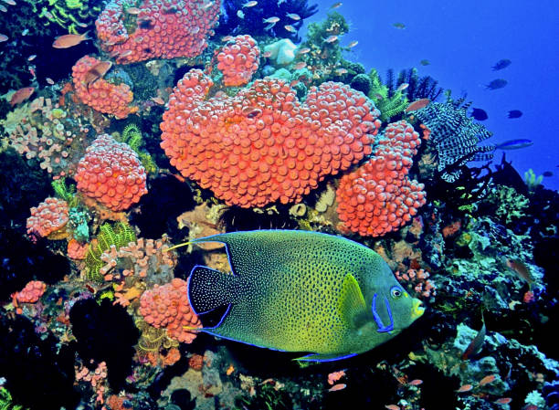 サンゴ礁の美しいエンジェルフィッシュ - beauty in nature coral angelfish fish ストックフォトと画像