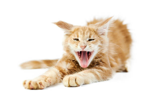 istock Meowing Maine coon kitten, isolated 1266448697