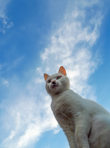 white kitten cute cat with a black speck on its nose sits on a fence post with curiosity looks down on the background of a bright blue summer sky