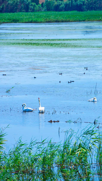 istock Swans floating in a flock in the lake 1266450687