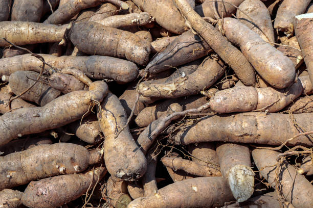 istock pile cassava for tapioca flour industry, raw yucca tuber, cassava in top view for background 1266451136
