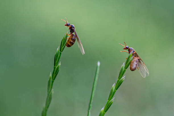 formiga de prado amarelo, lasius flavus, rainhas aladas emergindo do chão e subiu ao topo de uma haste de grama antes de voar - anthill macro ant food - fotografias e filmes do acervo