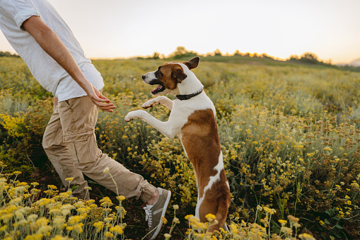 Photo of a young man and his dog playing on immortelle field; beautiful and peaceful weekend getaway, far from hustle and bustle of the city.