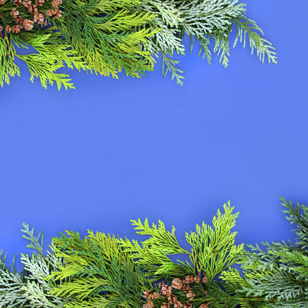 istock Cedar Cypress and Juniper Fir Winter Greenery Border 1266452902