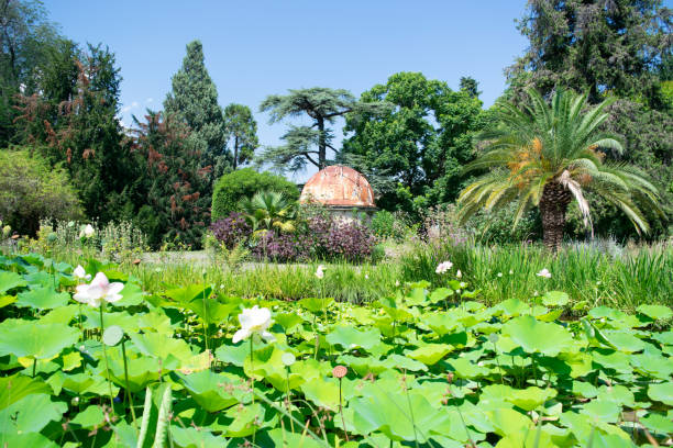 istock Montpellier Plant Garden 1266452965