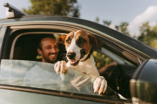 Photo of a cute dog riding in a car with its owner on a bright summer day.