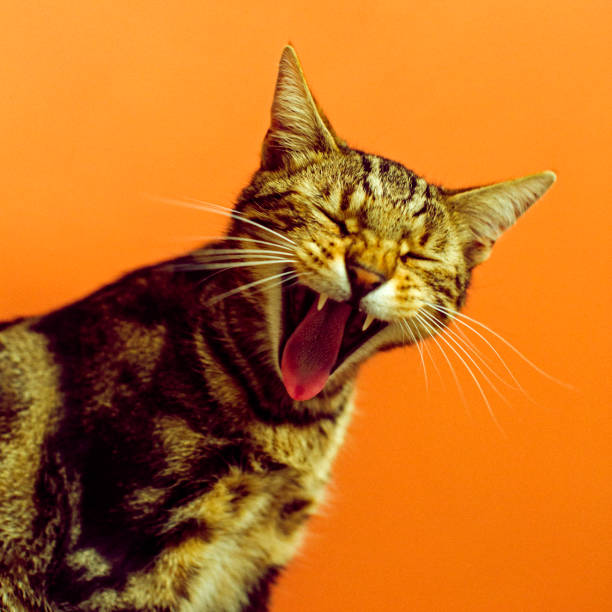 Bengal cat excited for a photoshoot!