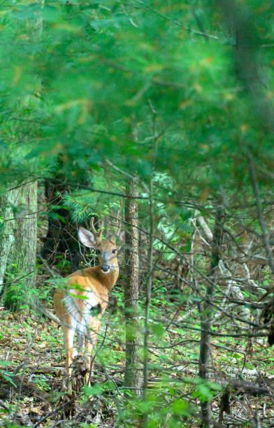 istock White Tail Buck, Blydenburgh County Park,  Smithtown NY 1266454896