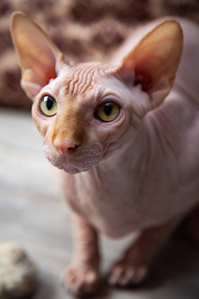 istock Sphinx cat portrait in warm colors 1266456269