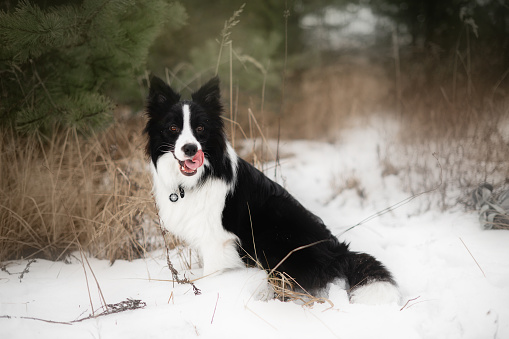 siting black and white border collie dog in winter forest