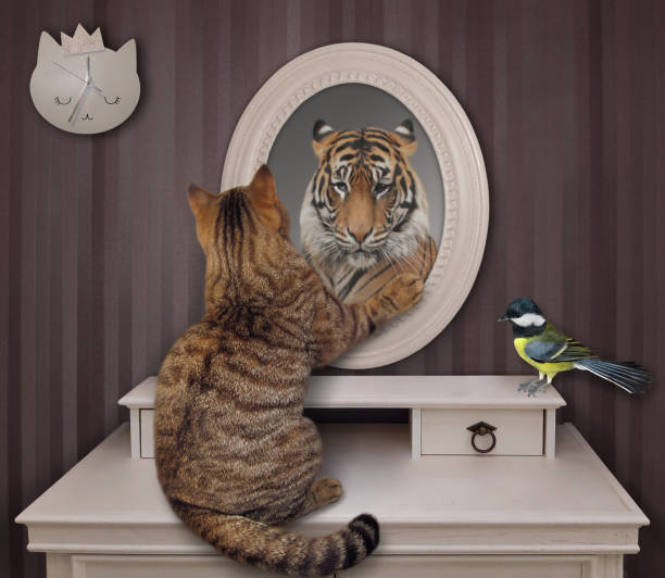 istock Cat near mirror at home 1266457122