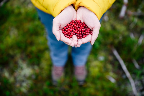 bayas de arándano rojo. bayas sabrosas en manos de mujer. - arándano rojo fruta baya fotografías e imágenes de stock