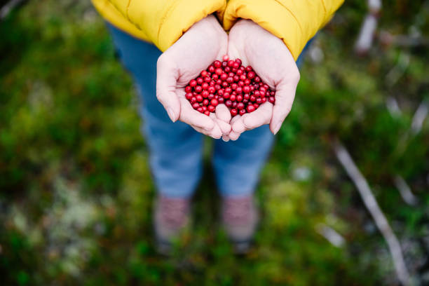 Red lingonberry berries. Tasty berries in woman hands. Red lingonberry berries in the fall. Tasty berries in woman hands. swedish woman stock pictures, royalty-free photos & images