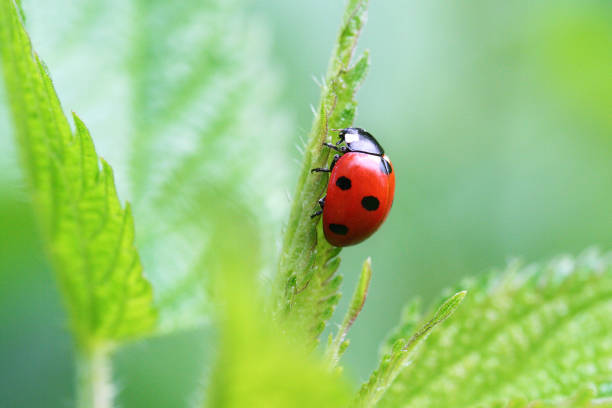 Ladybug on leaf closeup