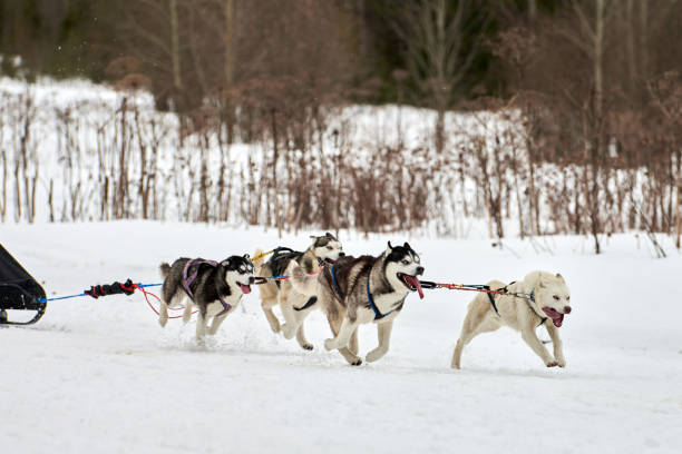 istock Running Husky dog on sled dog racing 1266460143