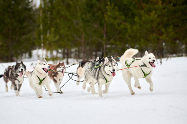 istock Husky sled dog racing 1266460168