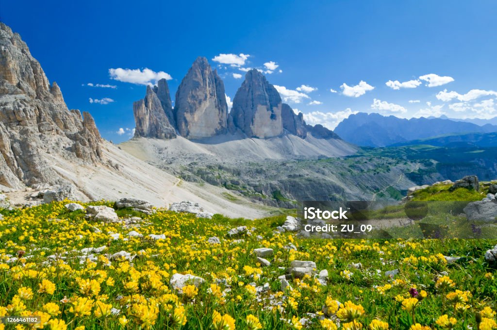 Three Peaks of Lavaredo, Dolomites, South Tyrol, Italy Tre Cime di Lavaredo (Drei Zinnen), Dolomites, South Tyrol, Italy. UNESCO World Natural Heritage. In the forgeround yellow flowers (Anthyllis vulneraria). Dolomites Stock Photo