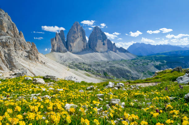 Three Peaks of Lavaredo, Dolomites, South Tyrol, Italy Tre Cime di Lavaredo (Drei Zinnen), Dolomites, South Tyrol, Italy. UNESCO World Natural Heritage. In the forgeround yellow flowers (Anthyllis vulneraria). dolomite photos stock pictures, royalty-free photos & images