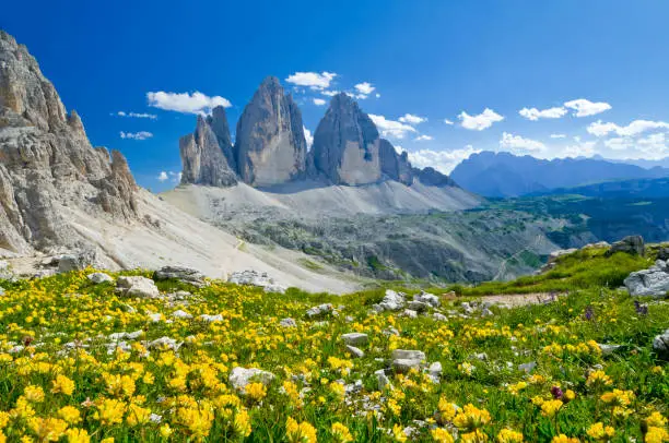 Tre Cime di Lavaredo (Drei Zinnen), Dolomites, South Tyrol, Italy. UNESCO World Natural Heritage. In the forgeround yellow flowers (Anthyllis vulneraria).