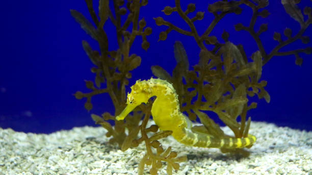 istock image of seahorse 1266461310