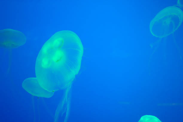 istock moon jellyfishes 1266461319