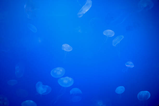 istock moon jellyfishes 1266461329