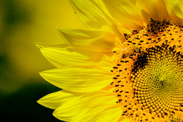 istock Honey Bee Pollinating a Sunflower 1266461438