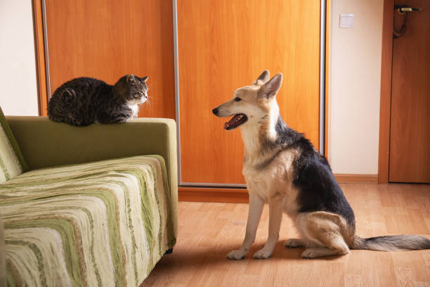 istock Playful dog and cat on sofa at home 1266463574