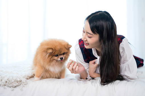 A young woman is training a Pomeranian dog to do commands in bed.